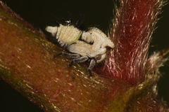 Enchenopa squamigera