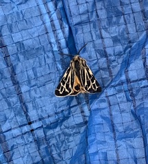 Apantesis obliterata