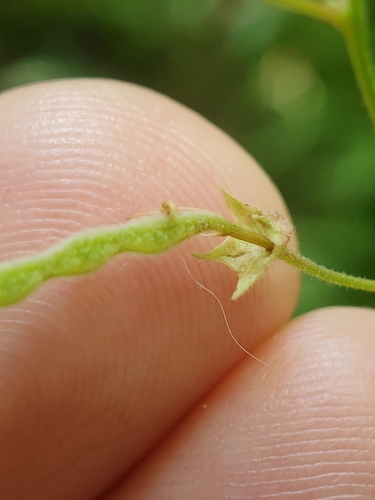 Image of Desmodium perplexum by (c) Zachary Wimberly, some rights reserved (CC BY)