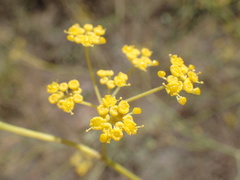 Apiaceae