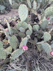 Opuntia dulcis