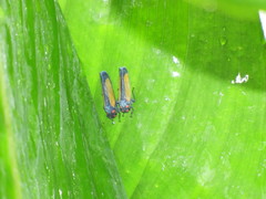 Sphaeropogonia aureatula