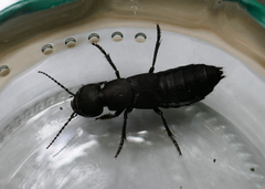 Ocypus olens