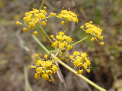 Apiaceae