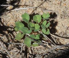 Oxalis annae