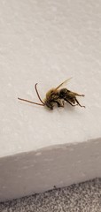 Melissodes agilis
