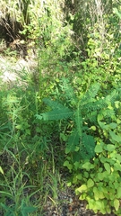 Sesbania herbacea image
