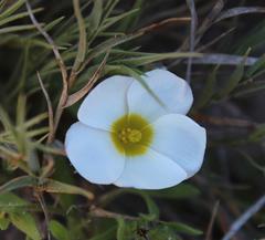 Oxalis annae