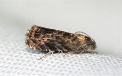 Grapholita prunivora