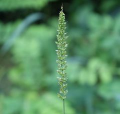 Setaria verticillata ambigua