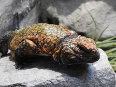 Uromastyx