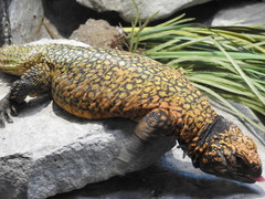 Uromastyx