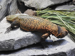 Uromastyx