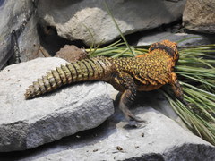 Uromastyx