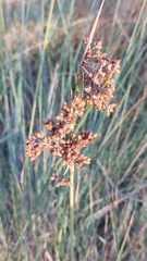 Juncus