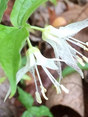 Prosartes maculata