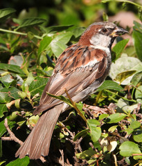 Passer domesticus