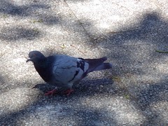 Columba livia domestica