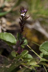 Euphrasia minima