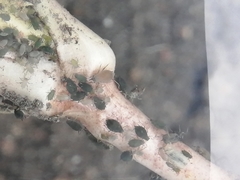 Toxopterina vandergooti