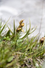 Chamorchis alpina
