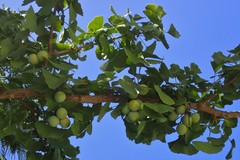 Ginkgo biloba