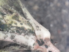 Toxopterina vandergooti