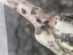 Toxopterina vandergooti