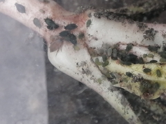 Toxopterina vandergooti