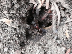 Toxopterina vandergooti