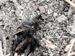 Toxopterina vandergooti