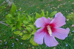 Hibiscus syriacus