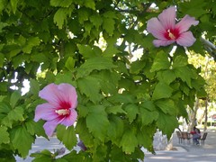 Hibiscus syriacus
