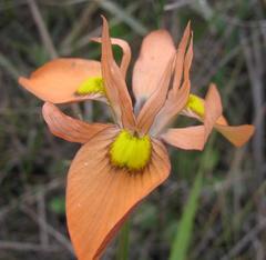 Moraea papilionacea