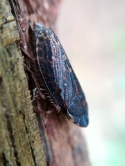 Anoscopus