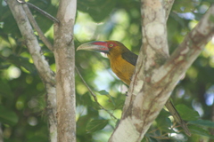 Pteroglossus bailloni