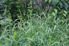 Setaria verticillata ambigua