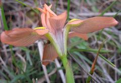 Moraea papilionacea