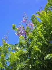 Jacaranda