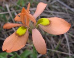 Moraea papilionacea