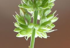 Setaria verticillata ambigua