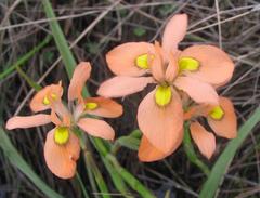Moraea papilionacea