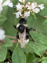 Bombus cryptarum
