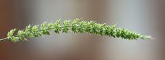 Setaria verticillata ambigua