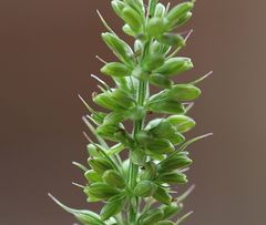 Setaria verticillata ambigua