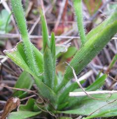 Moraea papilionacea