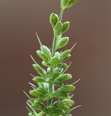 Setaria verticillata ambigua