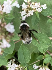 Bombus cryptarum