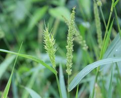 Setaria verticillata ambigua