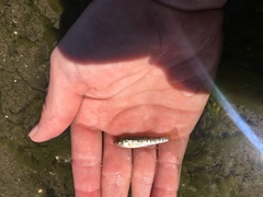 Fundulus parvipinnis